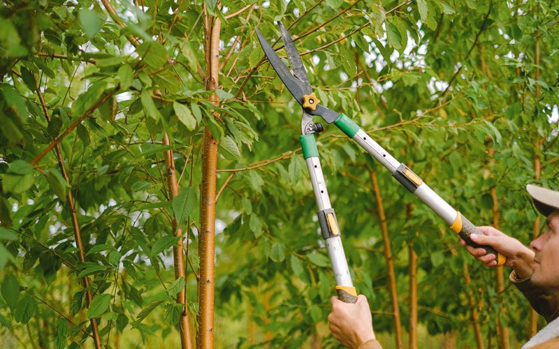 Tree trimming in Van Orin, IL