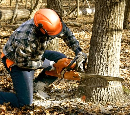 Tree Removal in Van Orin, IL